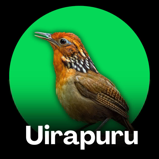 Uirapuru - Canto da Amazônia