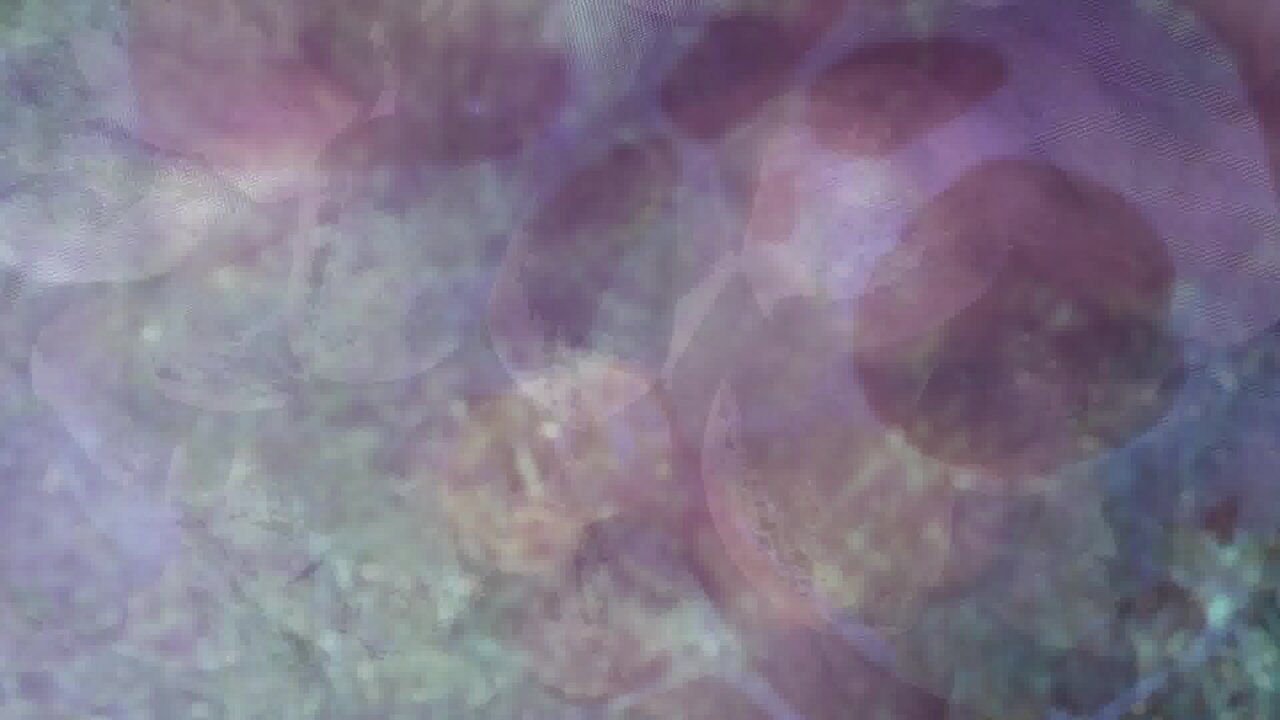 Freedoom of Transfiguration