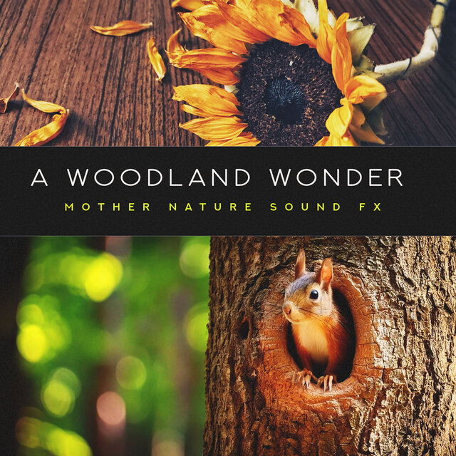 A Woodland Wonder