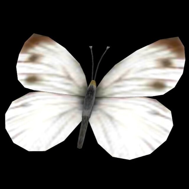 PIERIS RAPAE