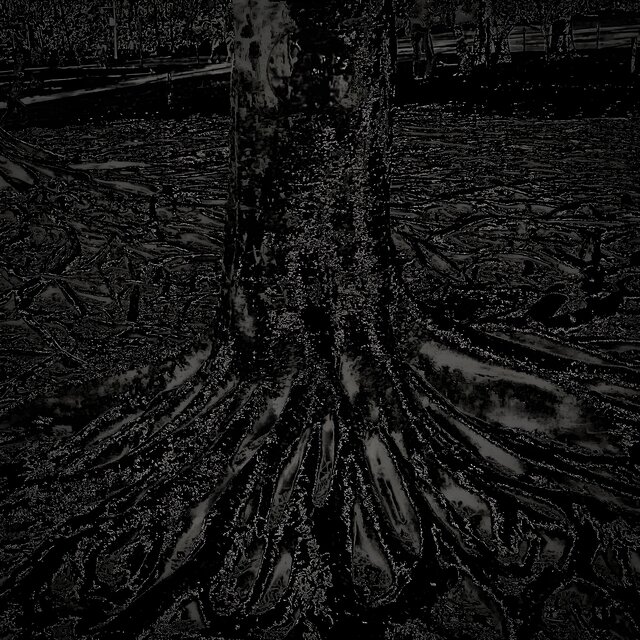 Tree Tree