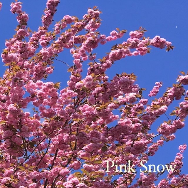 Pink Snow
