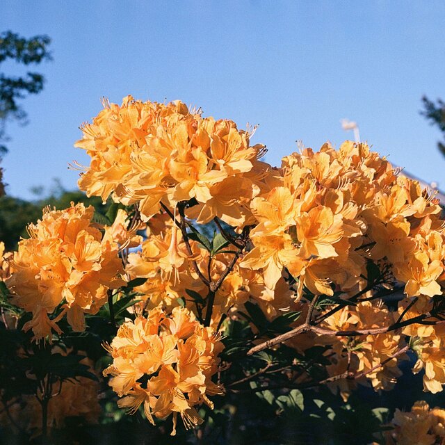 Bloom