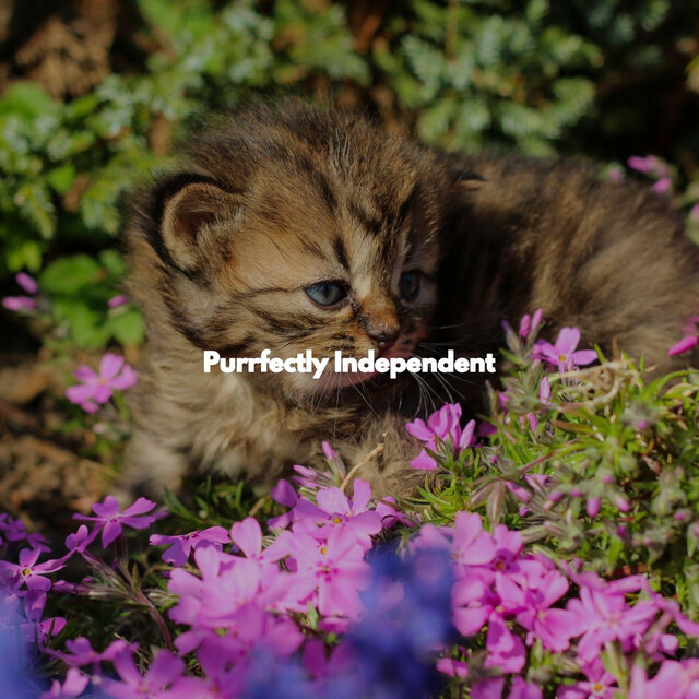 Purrfectly Independent