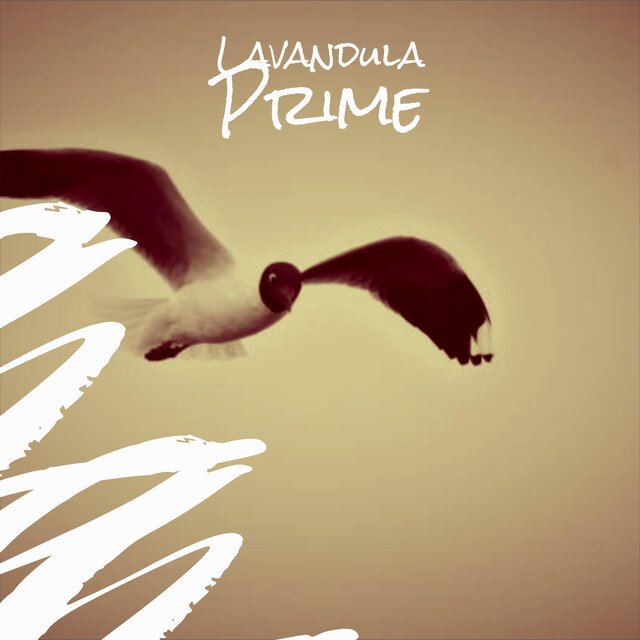 Lavandula Prime