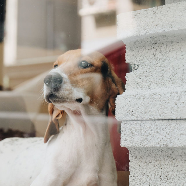 Tranquil Ambiance for Cute Dogs