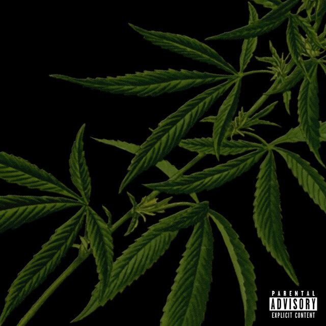 DIA NORMAL (FREESTYLE)