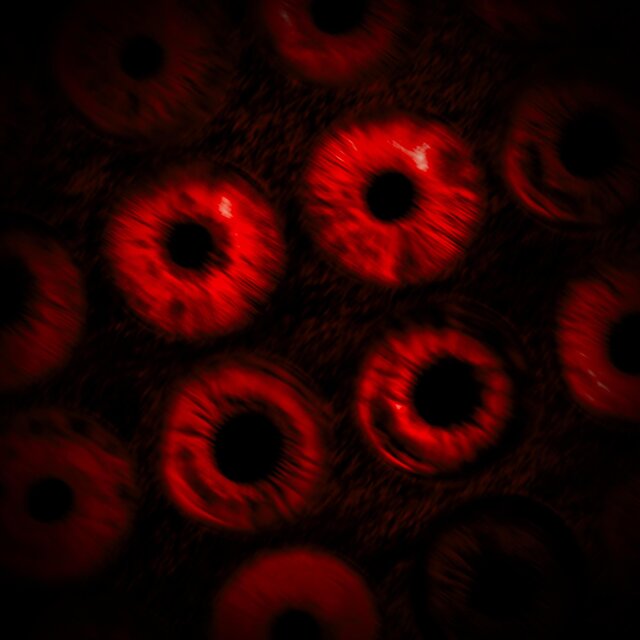 Vision