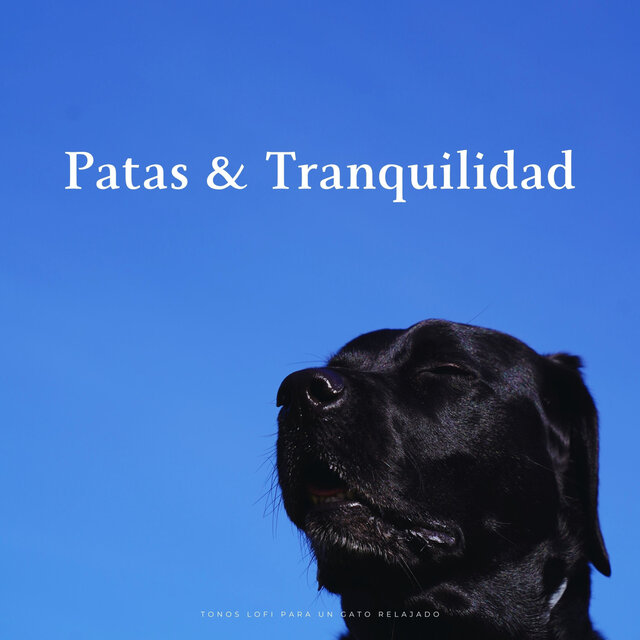 Patas & Tranquilidad: Tonos Lofi Para Un Gato Relajado