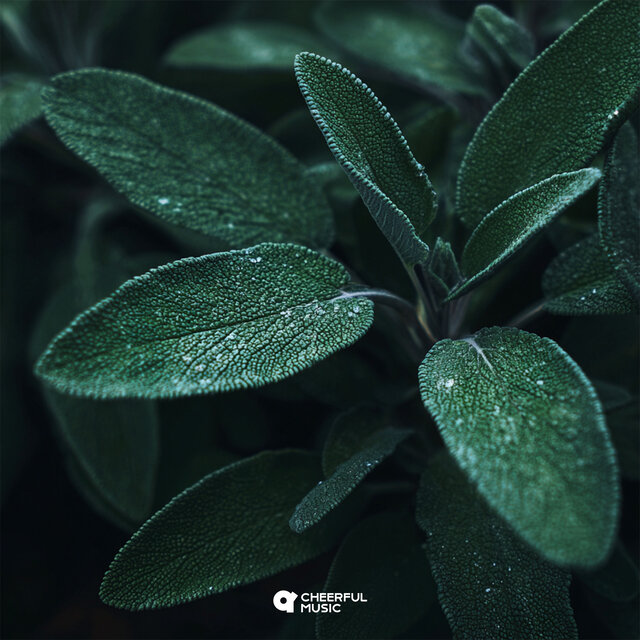 Salvia