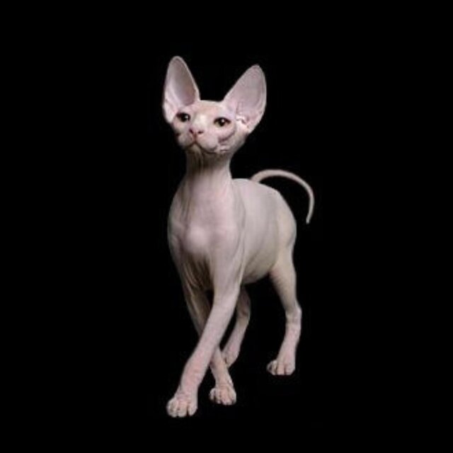sphynx