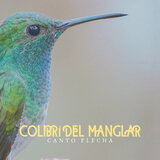 Colibrí del Manglar