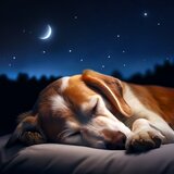 Canciones De Cuna Pacíficas Para Perros