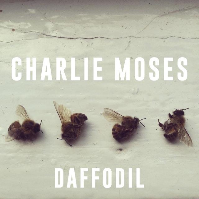 Daffodil