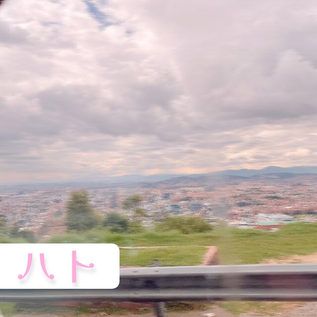 ハト
