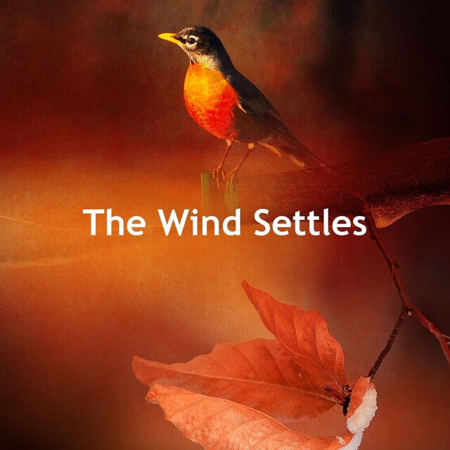 The Wind Settles