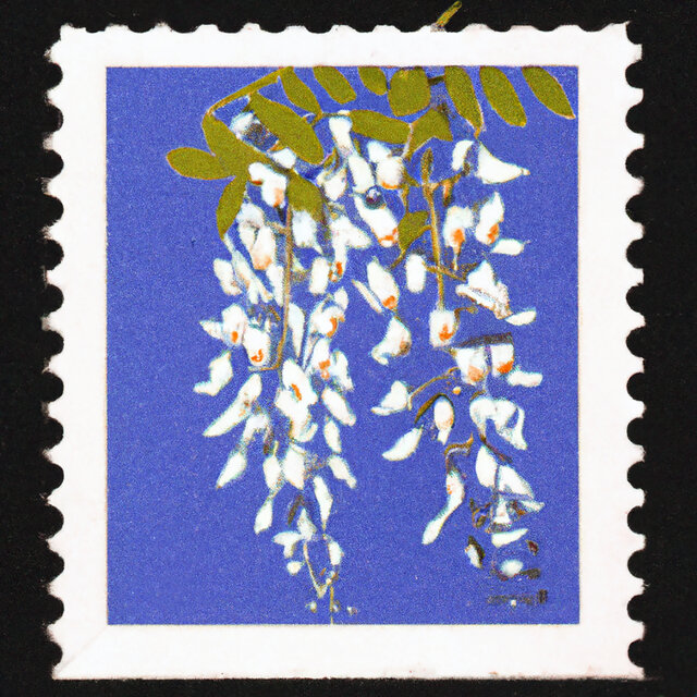 Wisteria