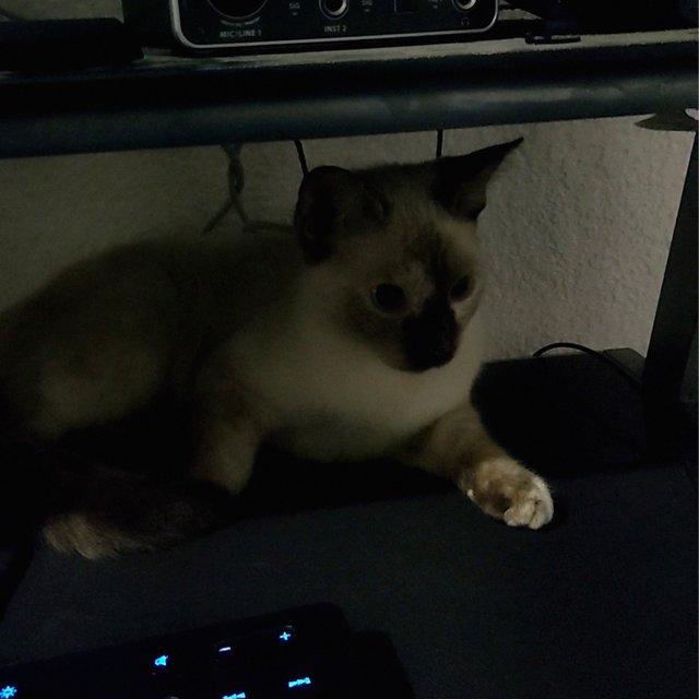 Leia