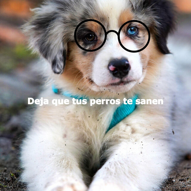 Deja que tus perros te sanen