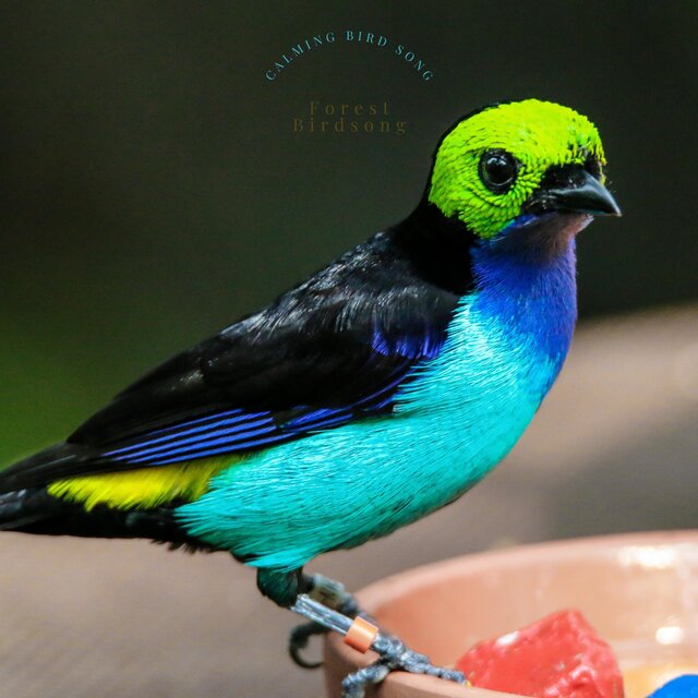 Calming Bird Song