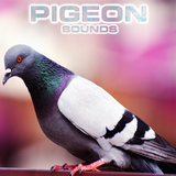 Sounds of Pigeon (feat. National Geographic Soundscapes, Soothing Sounds, Nature Sounds New Age, Relaxing Nature Sound & White Noise Sounds For Sleep)