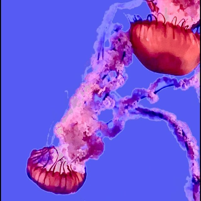 dying pink