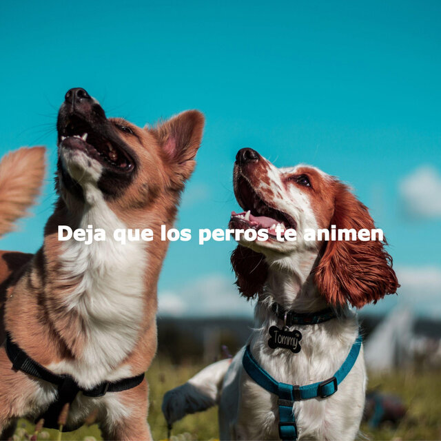 Deja que los perros te animen