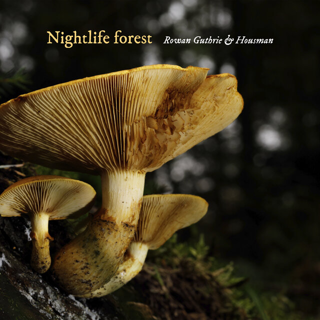 Nightlife forest