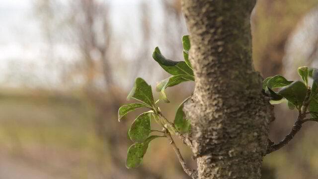 Seeds of Tomorrow