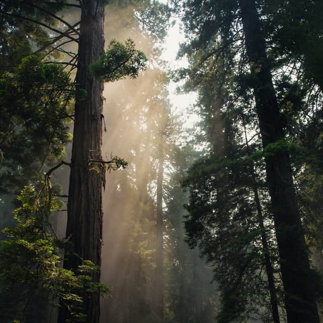 40 Peaceful Monsoon Tracks for Relaxing at the Spa
