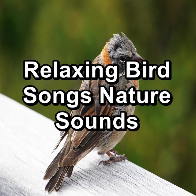 Relaxing Bird Songs Nature Sounds