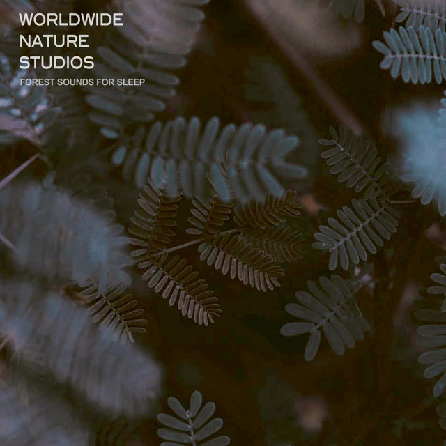 Forest Sounds For Sleep