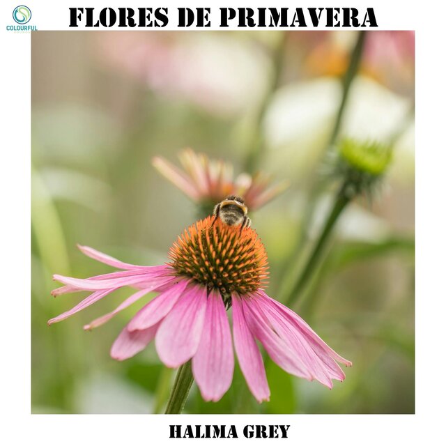 Flores de Primavera