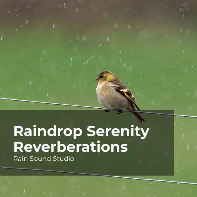 Raindrop Serenity Reverberations