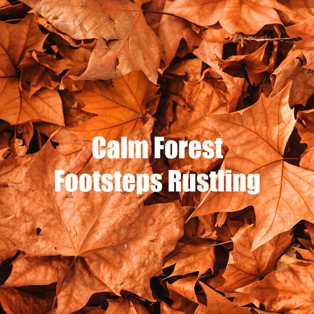 Calm Forest Footsteps Rustling