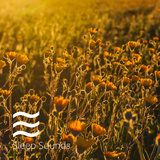 Fall Asleep Sounds of Rain