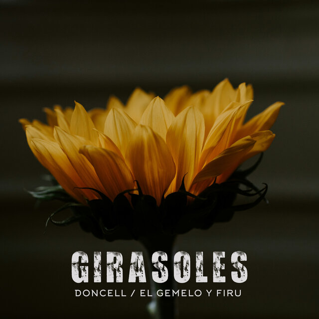 Girasoles