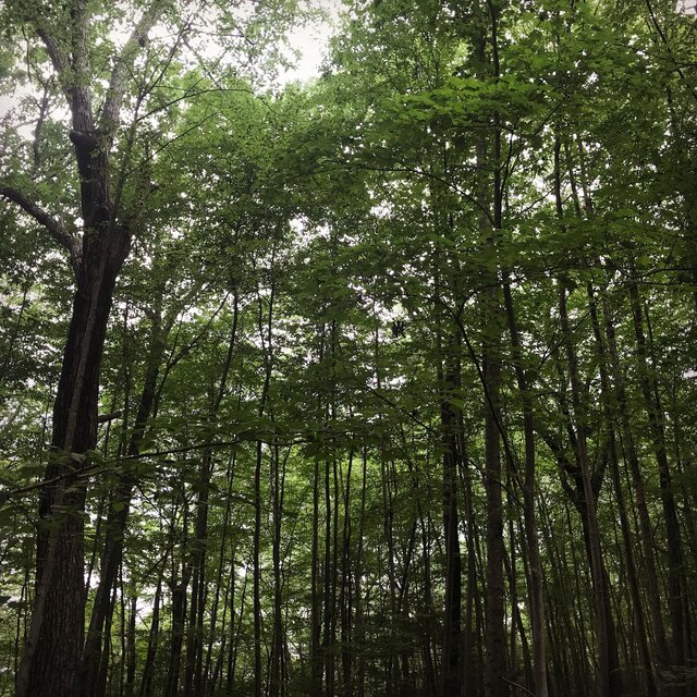 Forest (Sustainer of Life)
