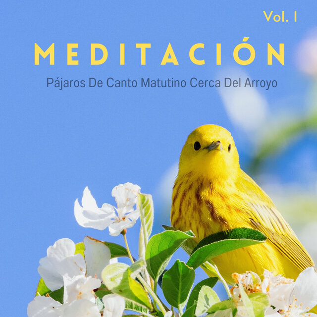 Meditación: Pájaros De Canto Matutino Cerca Del Arroyo Vol. 1