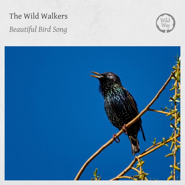 Beautiful Bird Song