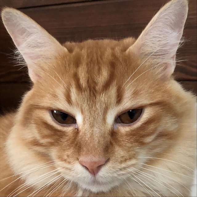 Gato Que Arana