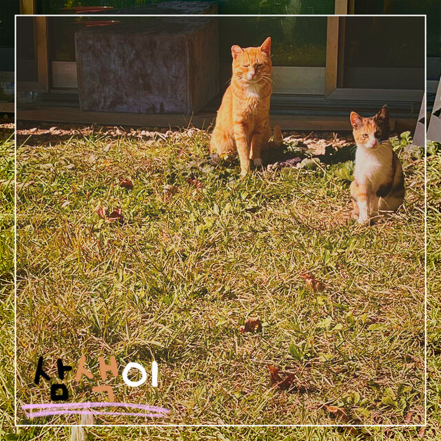 THREE COLORS CAT