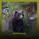 Bear Whether