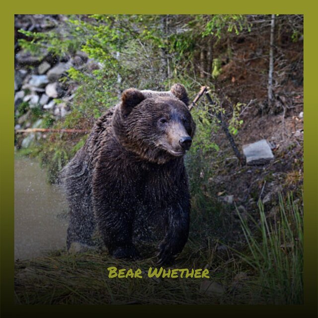 Bear Whether