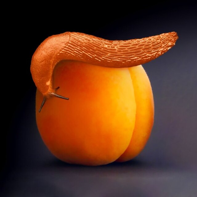 Trumplä