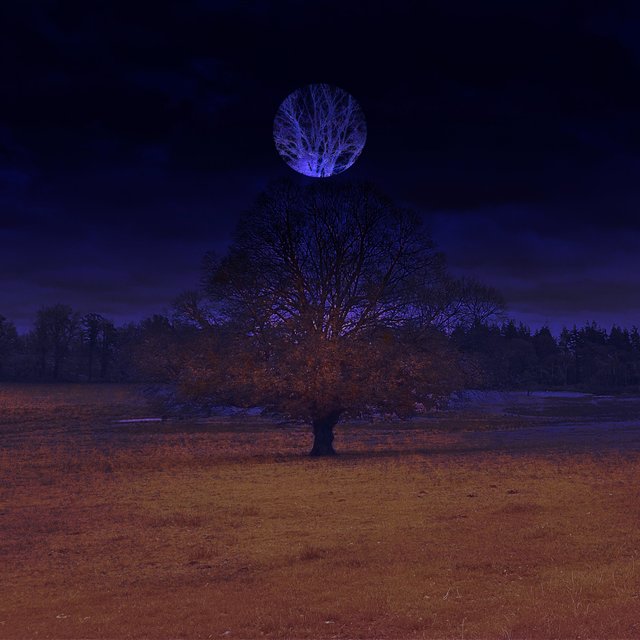 The Oak's Lament