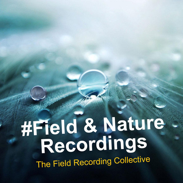 #Field & Nature Recordings