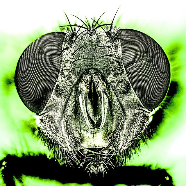 ONtheFLY