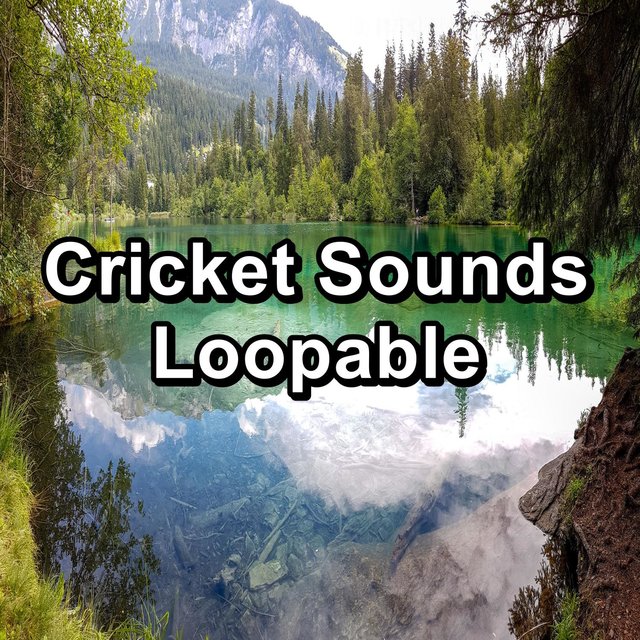 Cricket Sounds Loopable