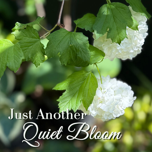 Just Another Quiet Bloom